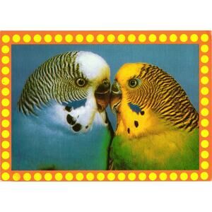 Vintage c2000 Postcard Lovebirds Co Op Barneys New York Unposted